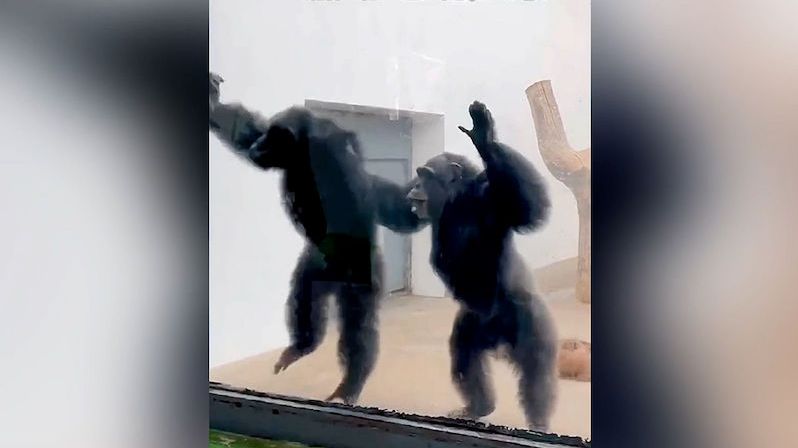 Šimpanzi v zoo skákali radostí, když viděli ošetřovatele z mládí